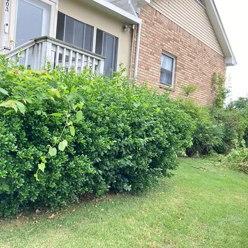Trimmed shrubs beside a brick house
